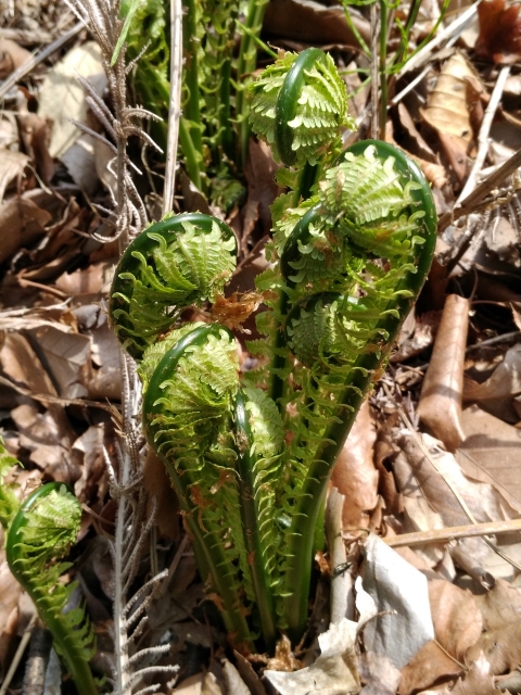 日陰の畑 その２ 土作りと植え付け あんのんブログ